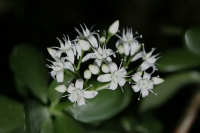directory_images/Pflanzen in Spreewaldgaerten/Kuebelpflanzen/Dickblattgewaechse/Geldbaum-2c_Crassula-ovata.jpg